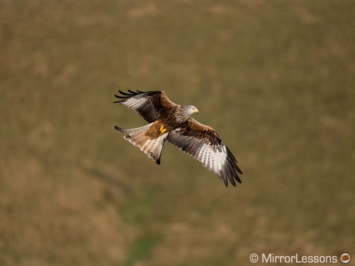red kite flying with green hill in the background