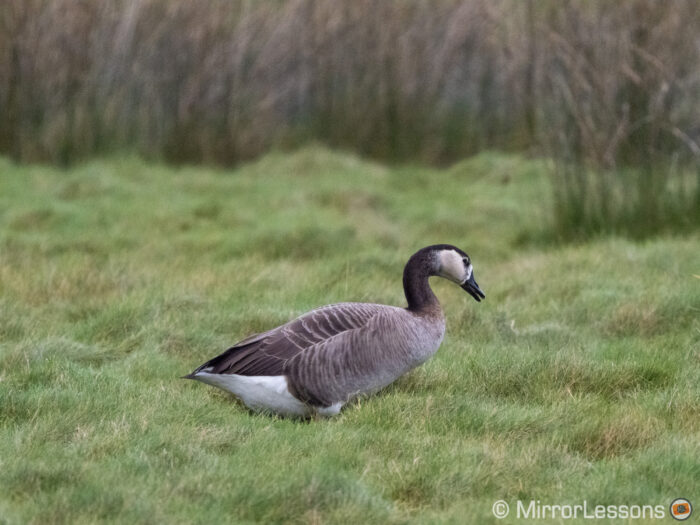 white fronted goose in the distance at the centre of the frame