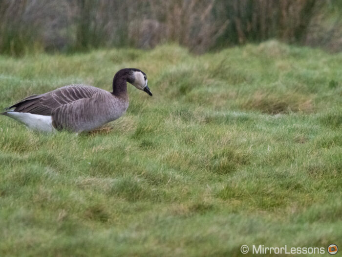 white fronted goose at the left side of the frame