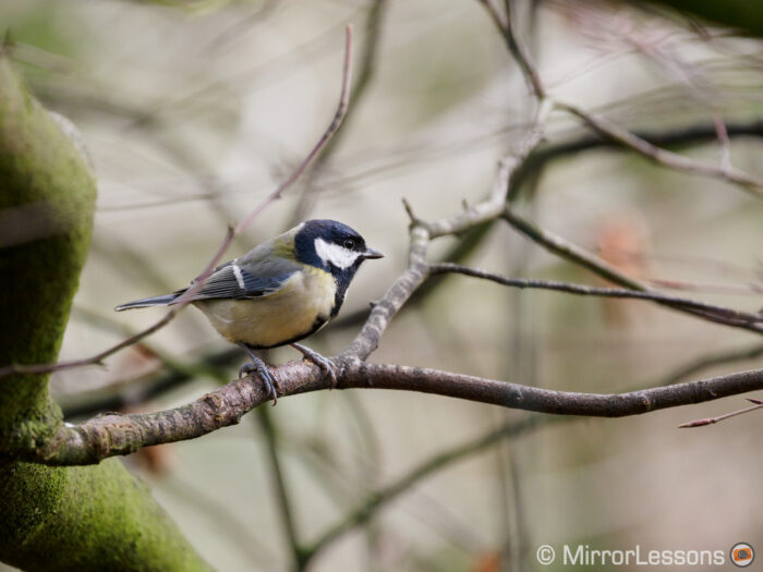 great tit perched on a tree