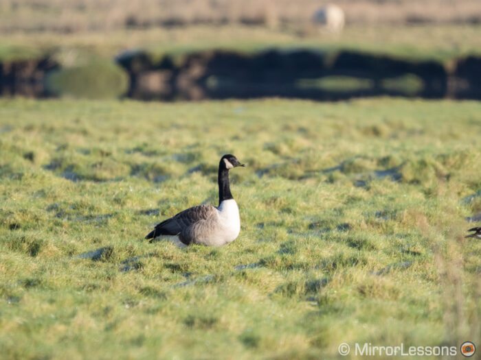 white fronted goose on a green field in the distance