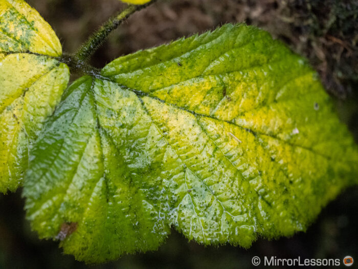 close-up on a green leaf