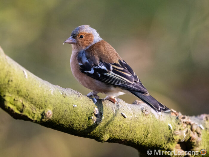 Chaffinch perched on a tree