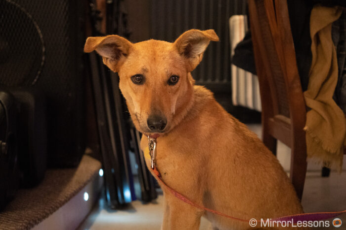 close-up pada anjing dengan bulu coklat cerah, dalam ruangan