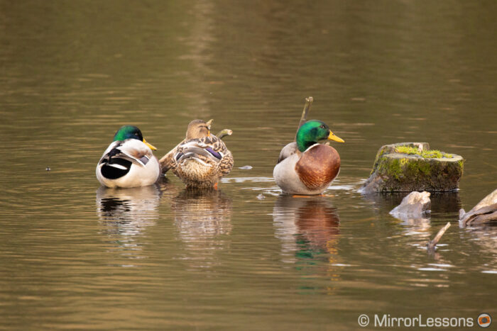 three mallard ducks resting in the water