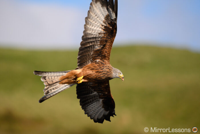 red kite flying against a green hill