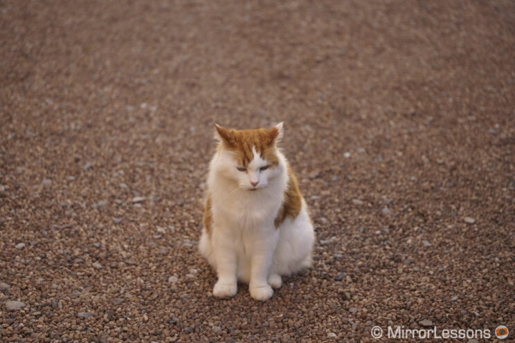 white and brown cat sitting on gravel