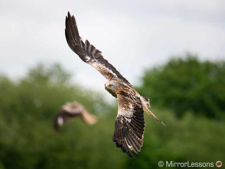 red kite flying with out of focus trees in the background