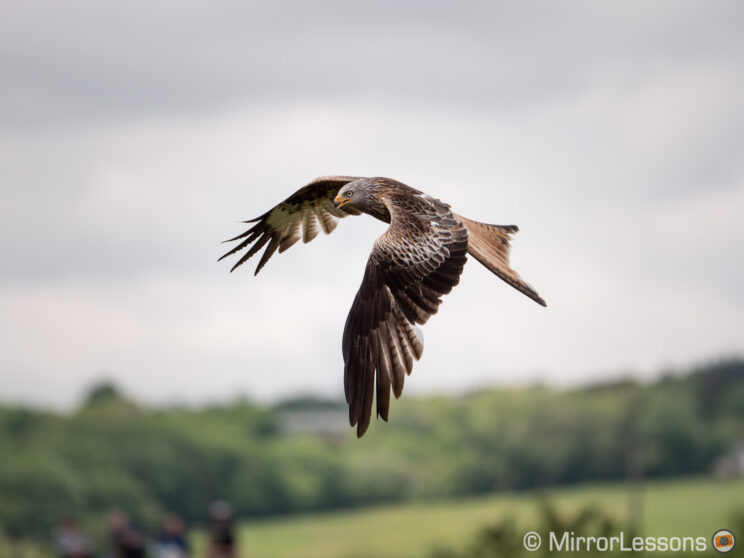 red kite flying with out of focus hills in the background