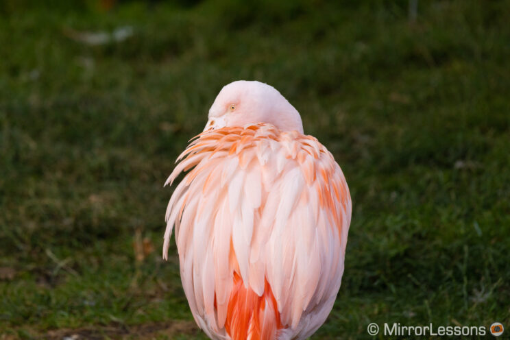 Chilean flamingo with grass in the background