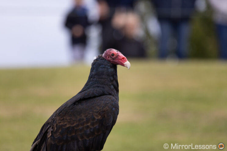 turkey vulture with people out of focus in the background
