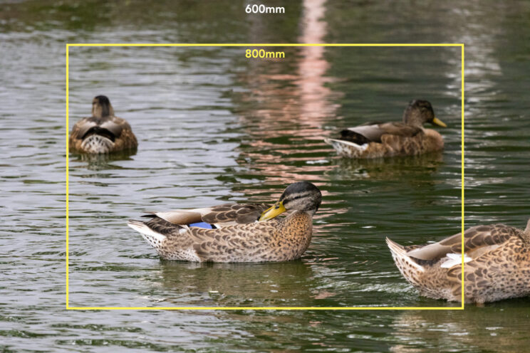ducks in the water, with bright yellow frame to show the field of view of the 800mm lens