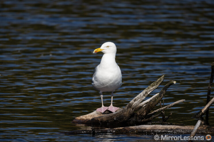 seagull resting on a log on a small lake