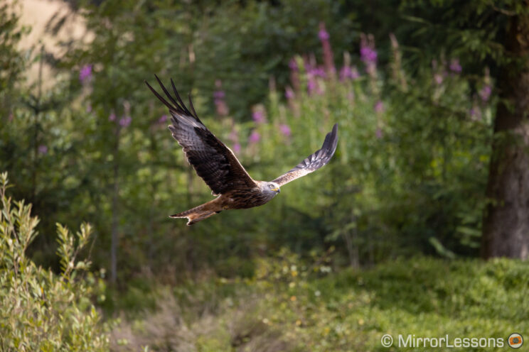 red kite flying with various trees and plants the background