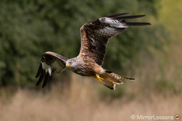 red kite flying against a busy background with trees