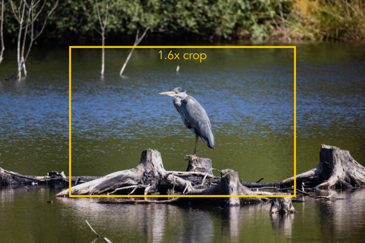 grey heron standing on a log by the water, with yellow frame added in post to show the 1.6x crop