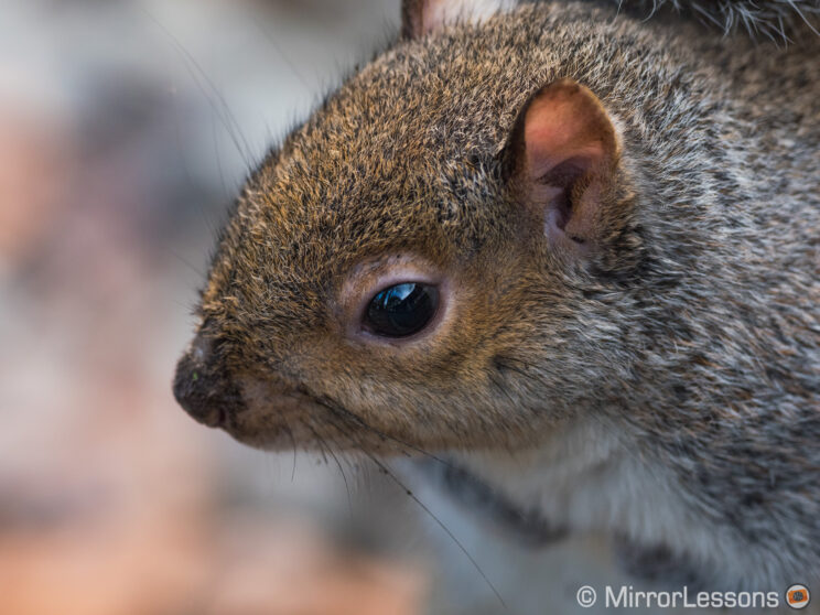 close-up on a squirrel's head
