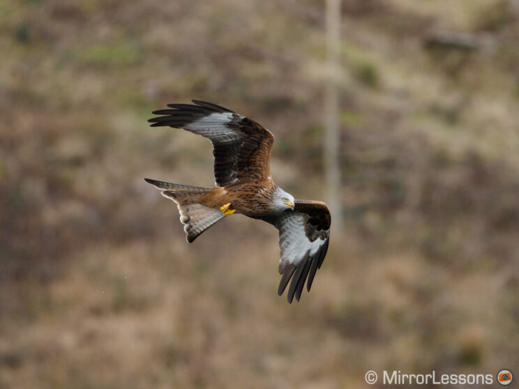 red kite flying against a busy background