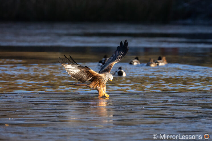 red kite catching something in the water