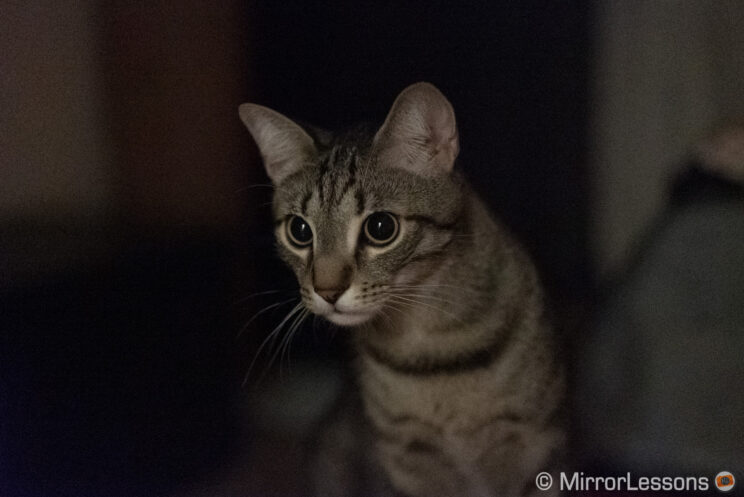 young cat in a dark room