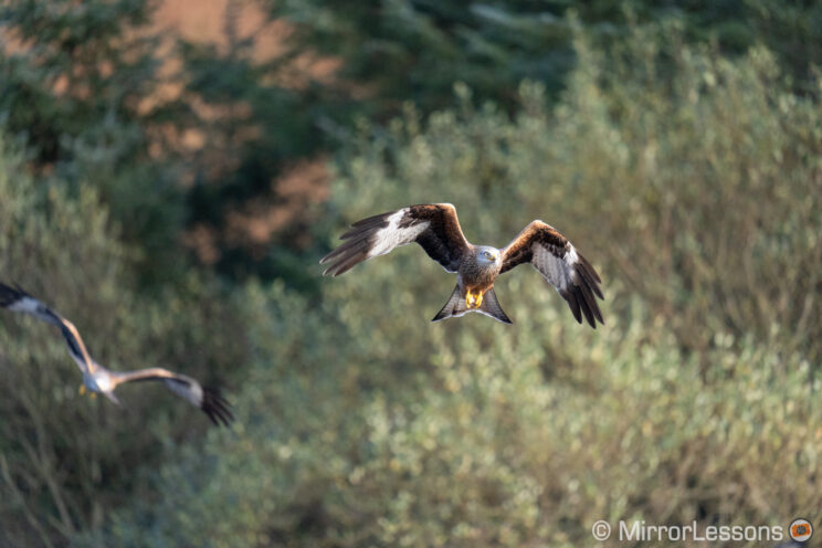 red kite flying with trees in the background