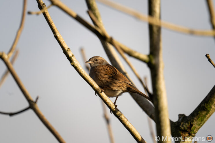 Dunnock perched on a tree