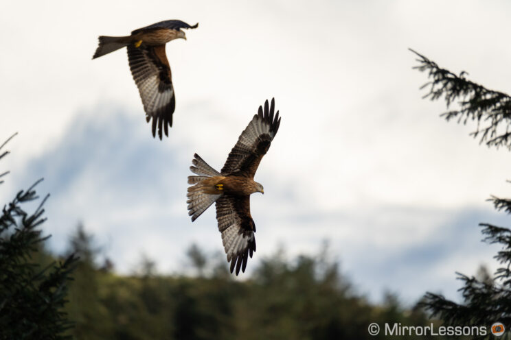 red kite flying with trees and cloudy sky in the background