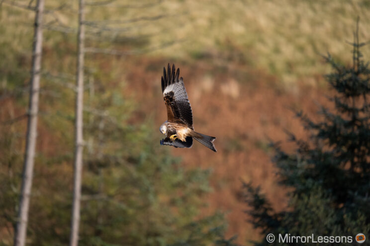 red kite flying with trees in the background