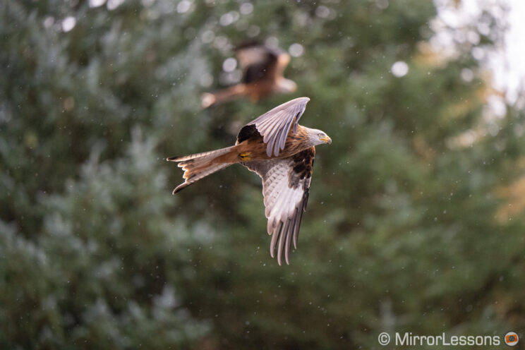 red kite flying with trees in the background