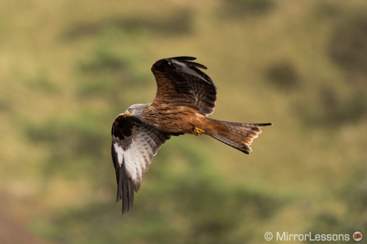 red kite flying with hill in the background