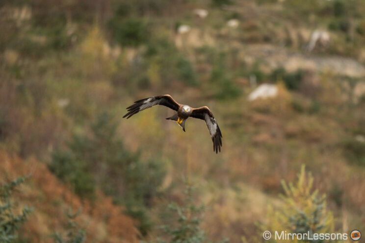 red kite flying with hill in the background