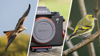 Sony A1 for Bird Photography (with Bird AF Review)