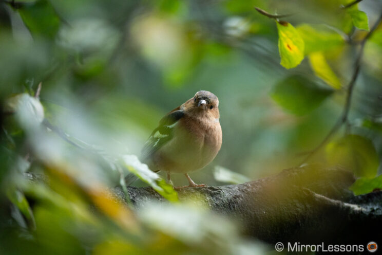 Chaffinch bird perched on a tree