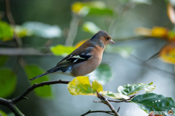 Chaffinch bird perched on a tree