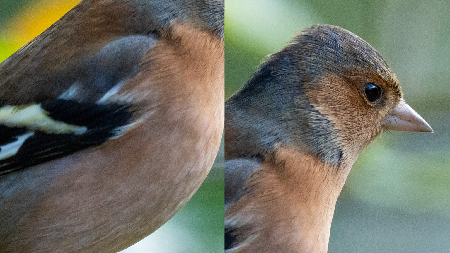 Sony A1 for Bird Photography (with Bird AF Review) Mirrorless Comparison