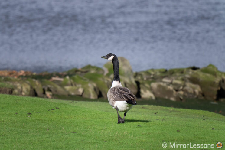 Canada goose walking along the river