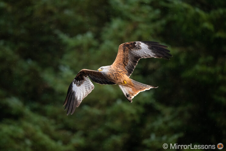 red kite flying, with trees in the background