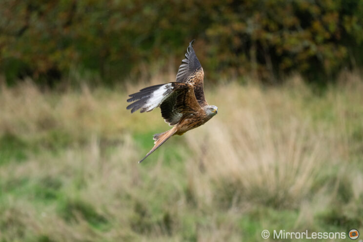 red kite flying, with trees in the background