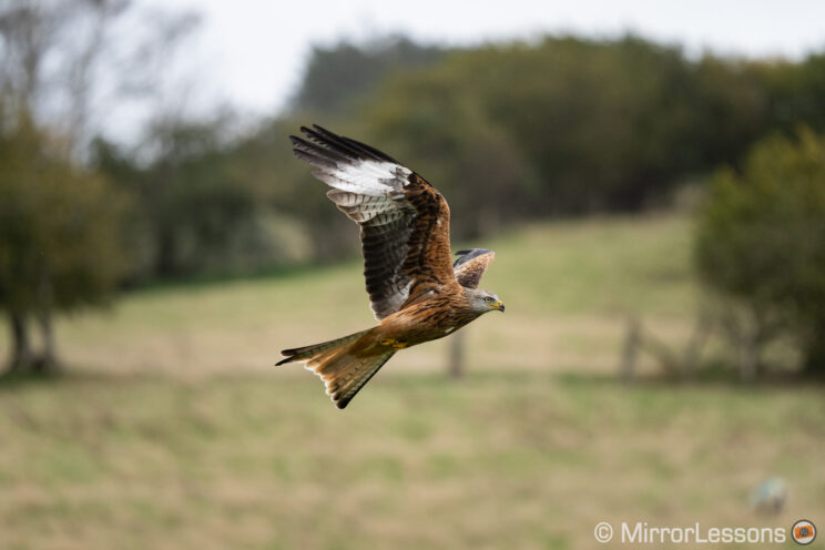 red kite flying, with a hill in the background