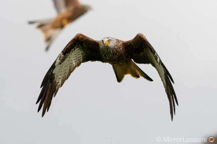 red kite flying, with grey sky in the background