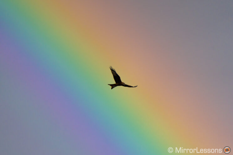 red kite flying with rainbow in the background