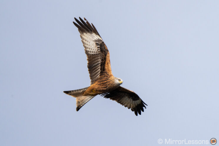 red kite flying, with cloudy sky in the background