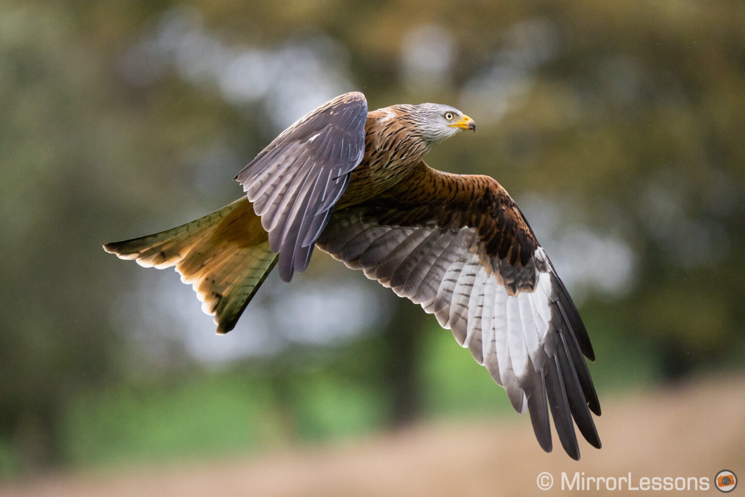 The Best Mirrorless Cameras for Birds in Flight Ranked Mirrorless