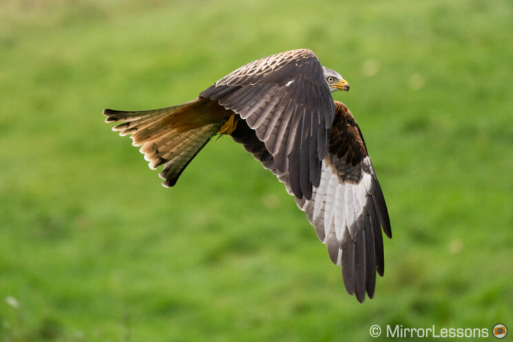 red kite flying, with grass in the background