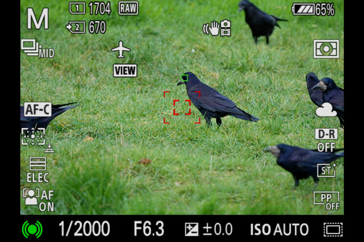 Screenshot of the Sony A1 live view, showing Eye AF at works on a crow in a field