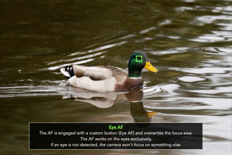 duck swimming, with small green square simulating the Eye AF setting