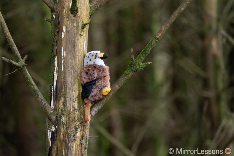 Stuffed bird toy on a tree, with other trees out of focus in the background