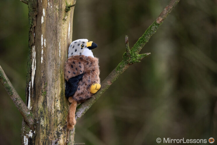 Stuffed bird toy on a tree, with other trees out of focus in the background