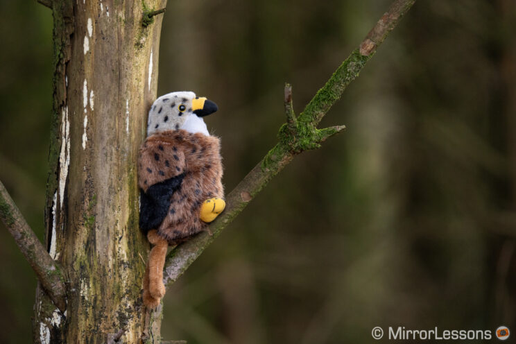 Stuffed bird toy on a tree, with other trees out of focus in the background