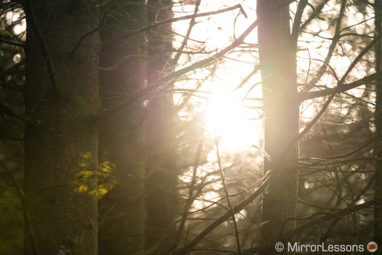 trees with sunlight in the background